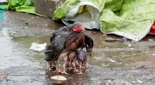 De acuerdo al medio LiveScience, las gallinas tienen ciertos instintos ante el peligro. elpopular.pe