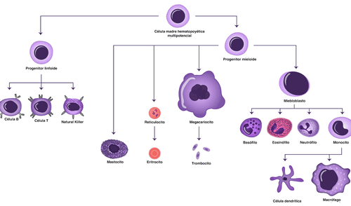 Estas células combaten las infecciones de nuestro cuerpo. Las principales son glóbulos blancos, macrófagos y células dendríticas. elpopular.pe