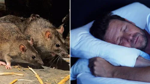 Conoce el significado de soñar con ratas o ratones. elpopular.pe