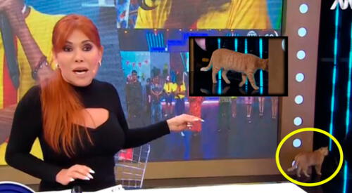 Magaly Medina pasó un divertido momento en su set. elpopular.pe