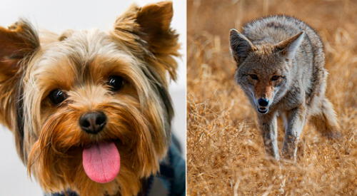 La madre de la dueña de la perrita dijo que hubo otros avistamientos de coyotes en el vecindario. elpopular.pe
