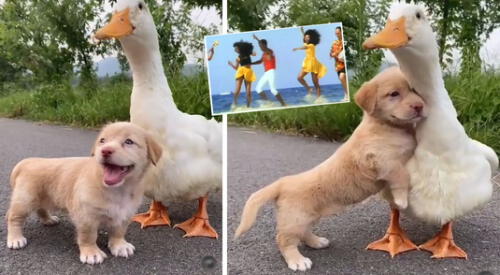 Peculiar video de los animales se hizo viral en las redes sociales. elpopular.pe