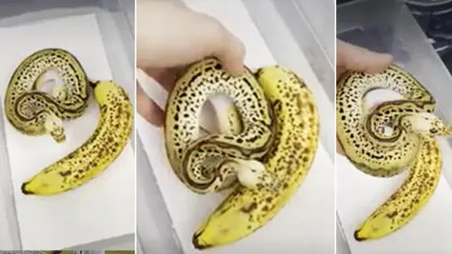 El video se ha vuelto viral en las redes sociales. elpopular.pe