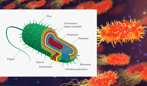 Estas células carecen de núcleo. elpopular.pe