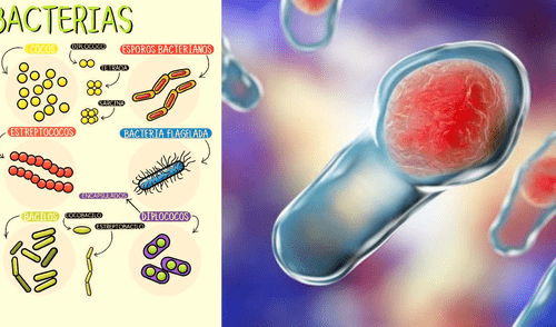 Estas bacterias pueden causarnos infecciones. elpopular.pe