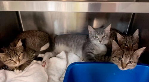 Se rescataron 10 gatos, pero es posible que algunos de ellos no sobrevivan. elpopular.pe