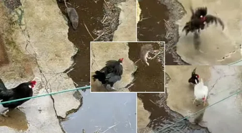 Peculiar video de la pelea se hizo viral en las redes sociales. elpopular.pe