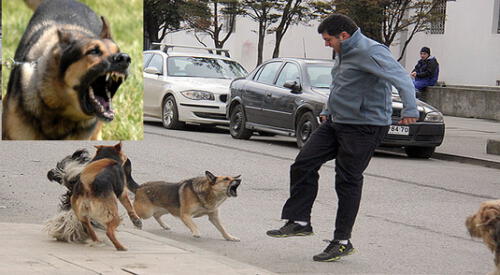 Existen varios motivos por los que un perro puede atacar. elpopular.pe