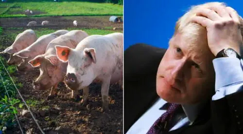 Unos 600 cerdos ya han sido sacrificados y luego depositados en contenedores como resultado de la escasez de mano de obra en los mataderos. elpopular.pe