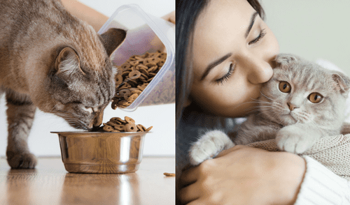 La esperanza de vida de una mascota depende de su tamaño, raza y estado de salud. elpopular.pe