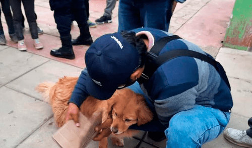 Maylo no resistió a las heridas internas del terrible maltrato elpopular.pe