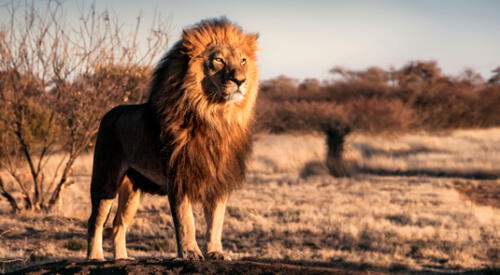 Significado de soñar con leones elpopular.pe