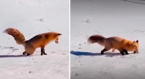 La forma en cómo cazan los zorros se hizo viral en TikTok. elpopular.pe