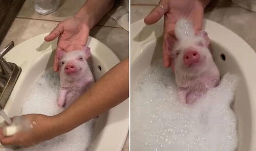 La escena se volvió viral en redes sociales por la reacción del animalito. Foto: captura de TikTok elpopular.pe