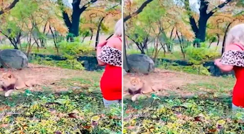 La mujer empezó a lanzar rosas frente al león. elpopular.pe