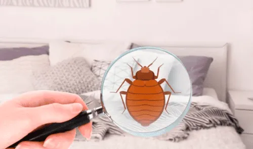 Cómo eliminar los ácaros del colchón elpopular.pe