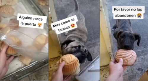 Perritos callejeros hacen cola para recibir comida de una panadería y conmueven las redes sociales. elpopular.pe