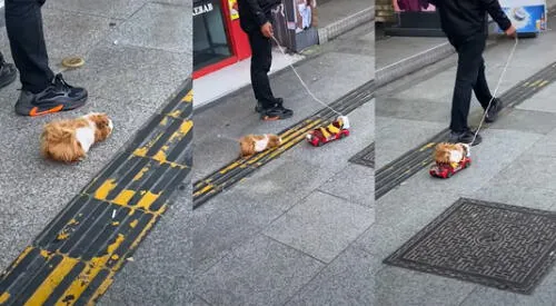 Peculiar video del cuy paseando se hizo viral en las redes sociales. elpopular.pe