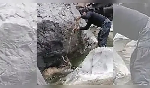 Venado herido es sacado de las aguas del rio Colca, en Arequia. elpopular.pe