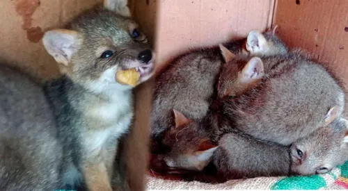Cinco cachorros andinos fueron rescatados en Chicalyo por Serfor elpopular.pe