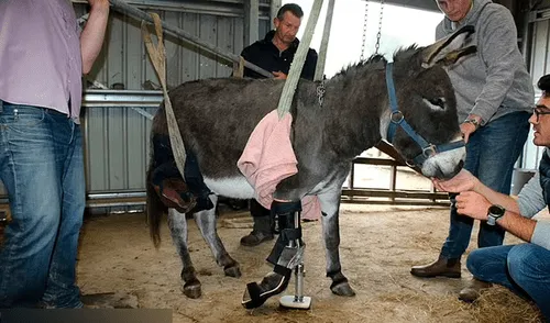 El estado de su pierna se deterioró lentamente, lo que provocó que el animal sufriera daños en la espalda y el hombro. Foto: captura de YouTube elpopular.pe
