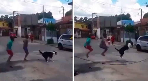 El perro y los niños jugaron a la soga y fue viral. elpopular.pe