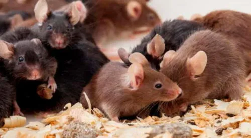 Significado de soñar con ratones que corren por la casa elpopular.pe