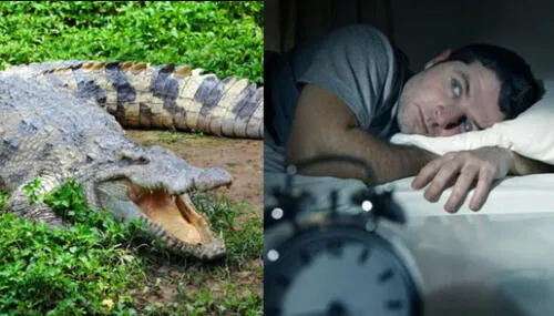 Conoce qué significa soñar con cocodrilos. elpopular.pe