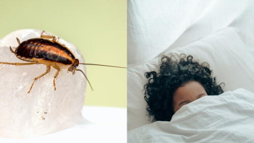 Soñando con cucarachas: Interpretación de sueños elpopular.pe