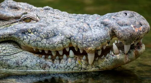 Significado de soñar con cocodrilos. elpopular.pe