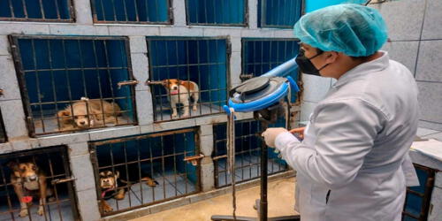 Veterinarias funcionaban en locales en condiciones insalubres. elpopular.pe