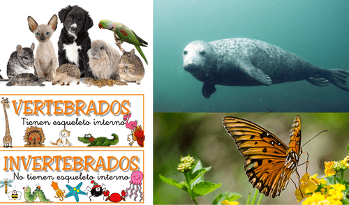 Pueden clasificarse por su desplazamiento, hábitat natural, alimentación, reproducción o tipo de esqueleto. elpopular.pe