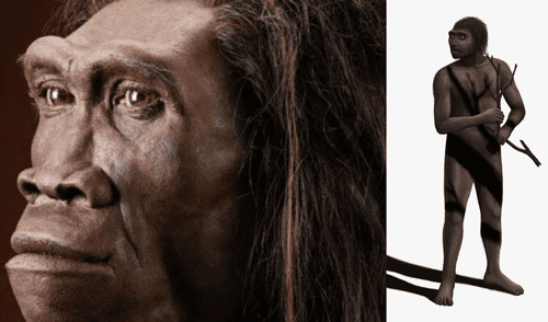 Recibió este nombre porque era la primera especie bípeda. elpopular.pe