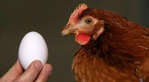 Las predicciones son positivas para quien sueña con huevos sanos. elpopular.pe