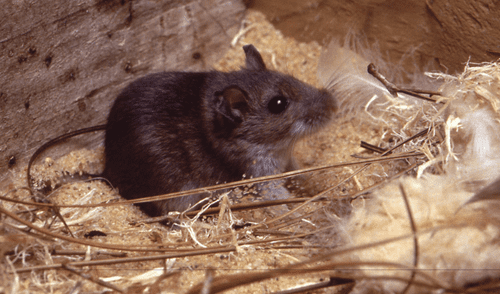 Cuidado con el hantavirus, no hay cura. elpopular.pe