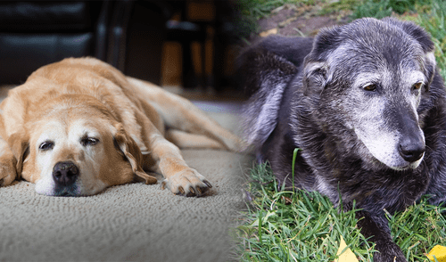 Perro ancianos elpopular.pe