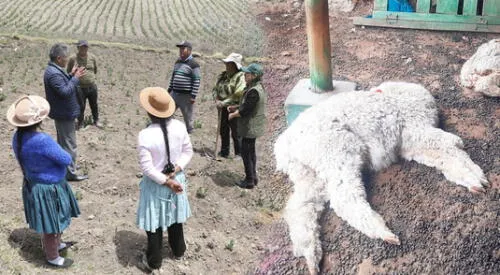 Animales y agricultura en riegos por sequía en Ayacucho, Junín, al igual que Huancavelica. elpopular.pe