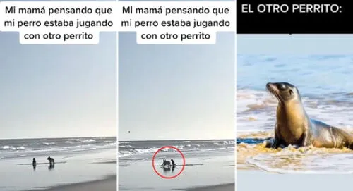 Una foca bebé y un perrito juegan en orillas del mar, pero dueña lo confunde con otro can. elpopular.pe