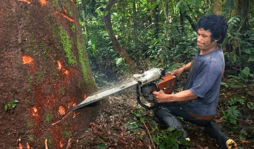 Una buena noticia para la selva peruana. Fuente: Difusión elpopular.pe
