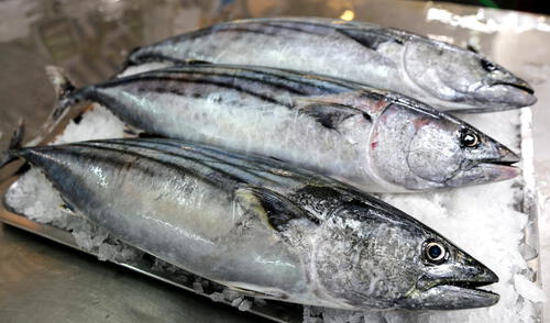 Conoce cómo reconocer un pescado fresco en Semana Santa 2023. elpopular.pe