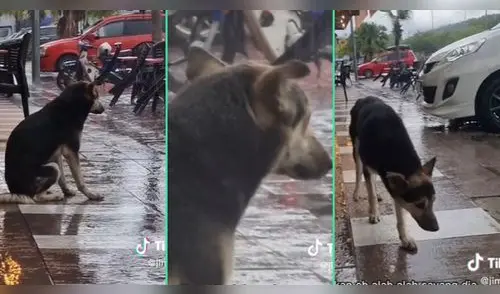 La adorable conmovió a miles de usuarios. elpopular.pe
