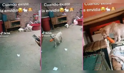 El perrito fue captado quitándole la zanahoria al conejo y usuarios en TikTok se enternecen. elpopular.pe