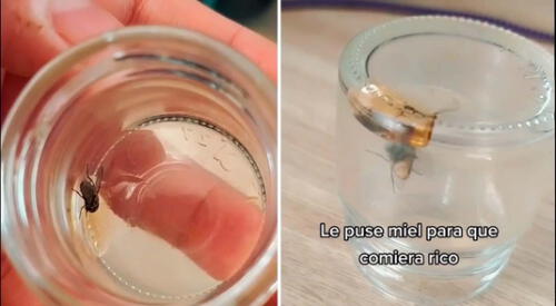 Una usuaria se volvió viral al tener como mascota a una mosca llamada 'Moscardo'. elpopular.pe