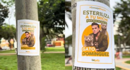 Promueven la esterilización de gatos de singular manera tras ampay de Christian Domínguez y es viral en TikTok. elpopular.pe