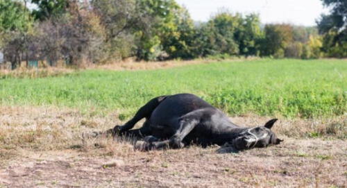 Hombre y dos caballos mueren al tocar cables con electricidad tirados en Brasil. elpopular.pe