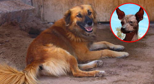 El perro chiribaya cuando moría era envuelto en textiles y acompañado de ofrendas. elpopular.pe