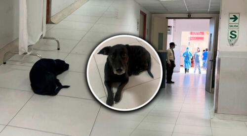 Perrito espera en la puerta a su dueña, pero esta ya está por morir. elpopular.pe