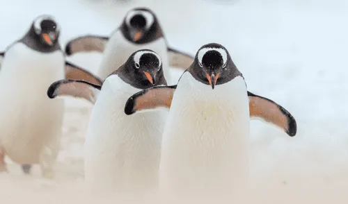 Los pingüinos y su impactante tarea en la Antártida que ayuda a la formación de nubes. elpopular.pe