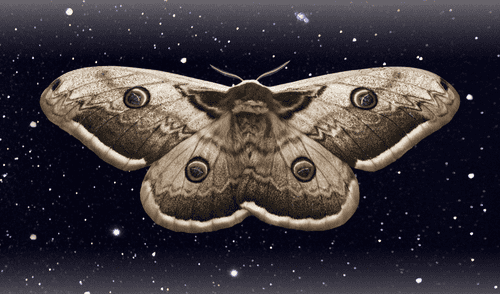 Científicos revelan que las polillas utilizan estrellas para sus migraciones nocturnas. elpopular.pe