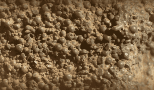 ¿Criaturas alienígenas? Huevos de araña encontrados en Marte desconciertan a la NASA. elpopular.pe